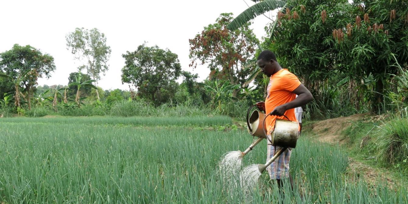 27 mars 2019 - St Kizito YARAFA arrose ses plantations d'oignons, à Bégoua. Il fait partie du groupement 'Be oko Touma Yere', bénéficiaire du projet Oxfam 3X6.© Aurélie Godet/Oxfam St Kizito YARAFA arrose ses plantations d'oignons, à Bégoua. Il fait partie du groupement 'Be oko Touma Yere', bénéficiaire du projet Oxfam 3X6.© Aurélie Godet/Oxfam